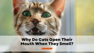 It's Funny But Why Do Cats Open Their Mouths When They Smell?