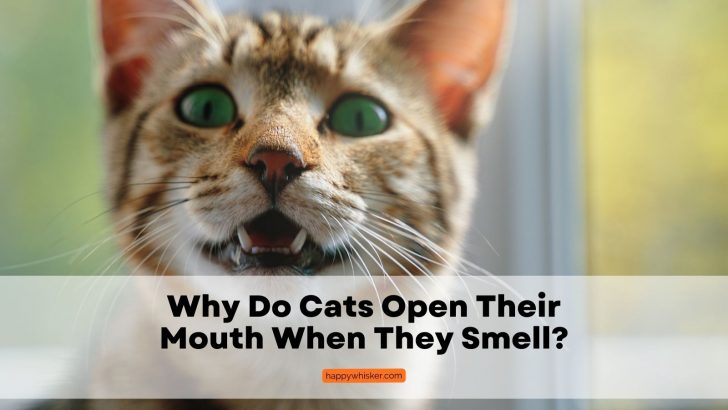 It’s Funny But Why Do Cats Open Their Mouths When They Smell?