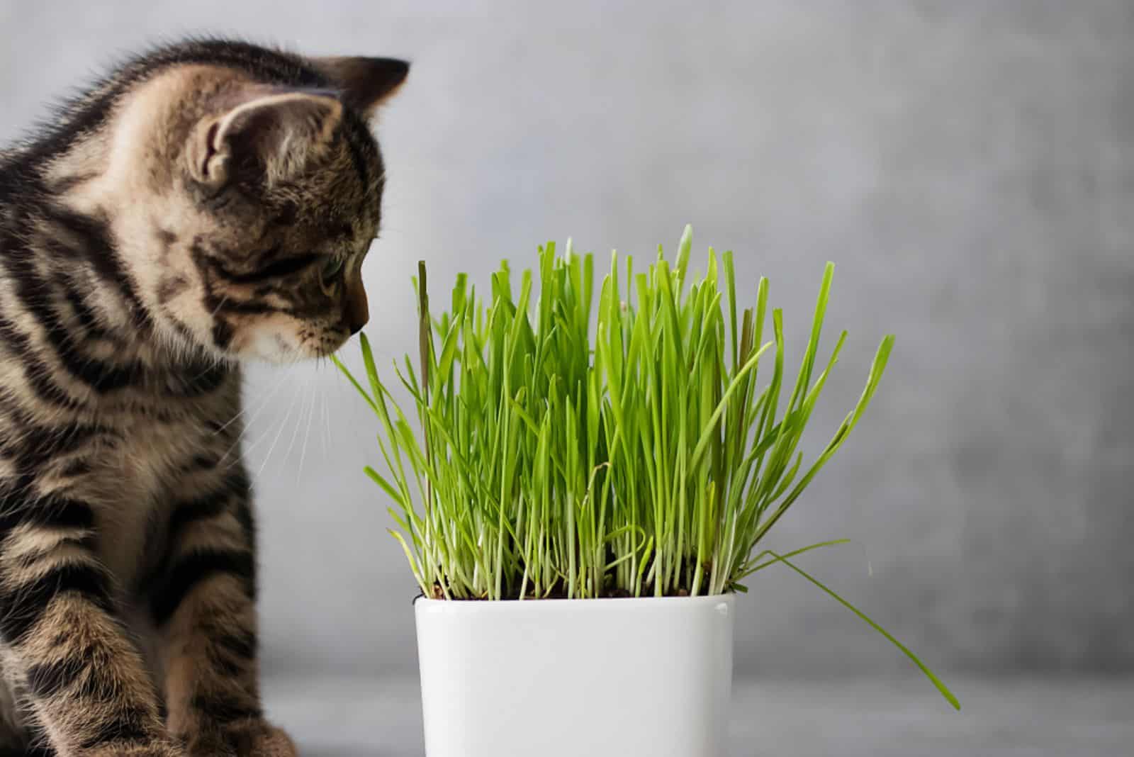 Little tabby color kitten and green grass