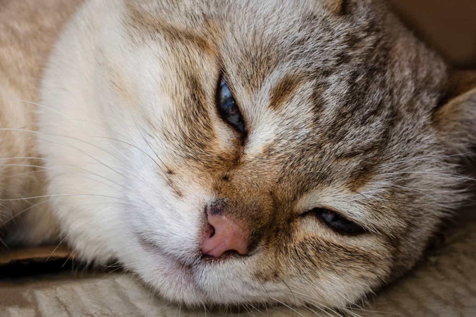 Lying cat with blue eyes