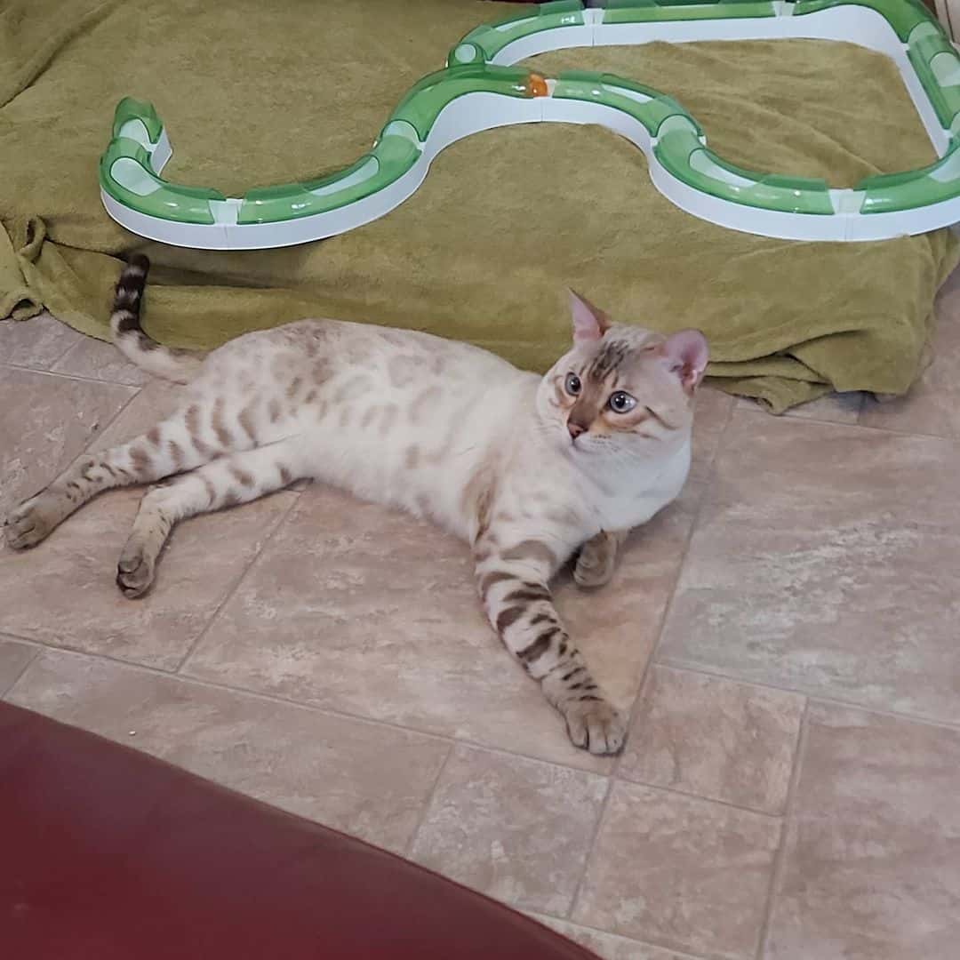 Lynx Bengal Cat lies on the tiles