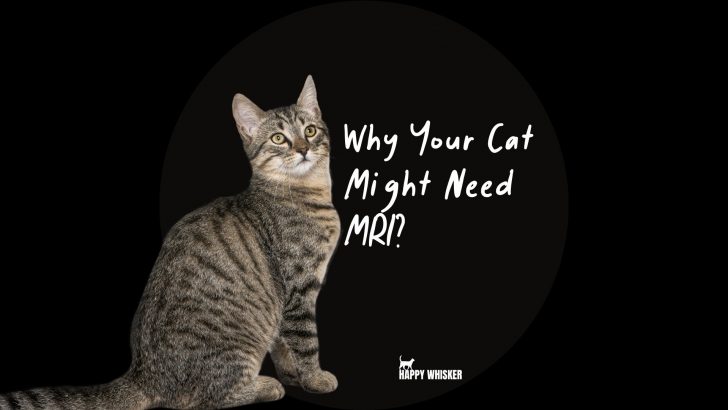 MRI For Cats: Why Your Cat Might Need It, And Its Price