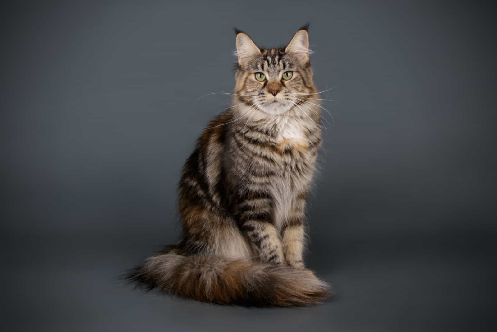 Maine coon tabby cat mix