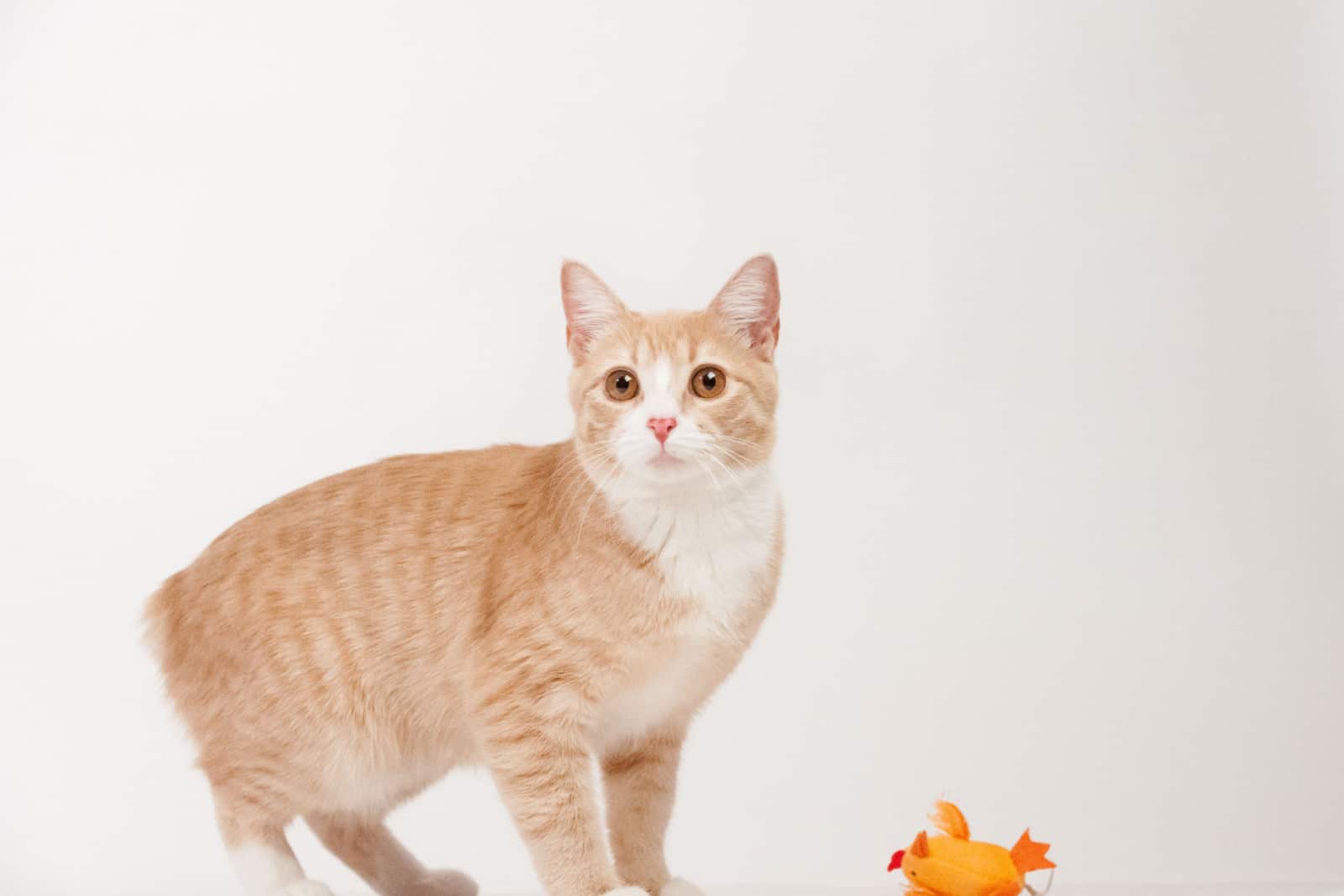Manx cat standing with orange toy in studio with white background