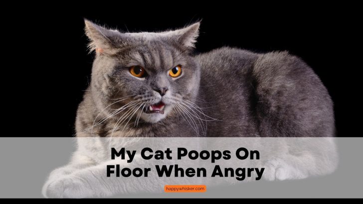 My Cat Poops On Floor When Angry: 8 Ways To Stop It