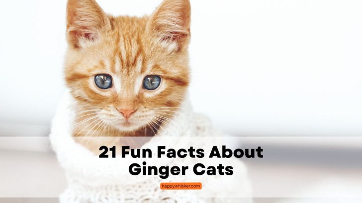 Orange Purr-fection: 21 Fun Facts About Ginger Cats