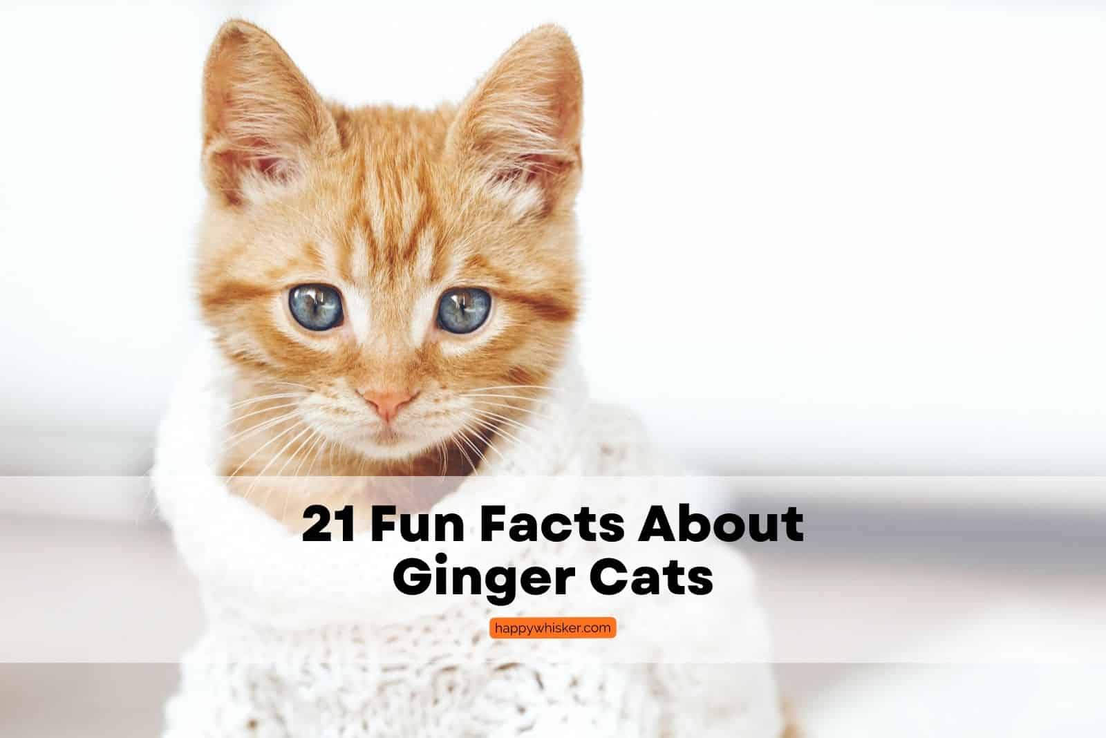 facts about ginger cats