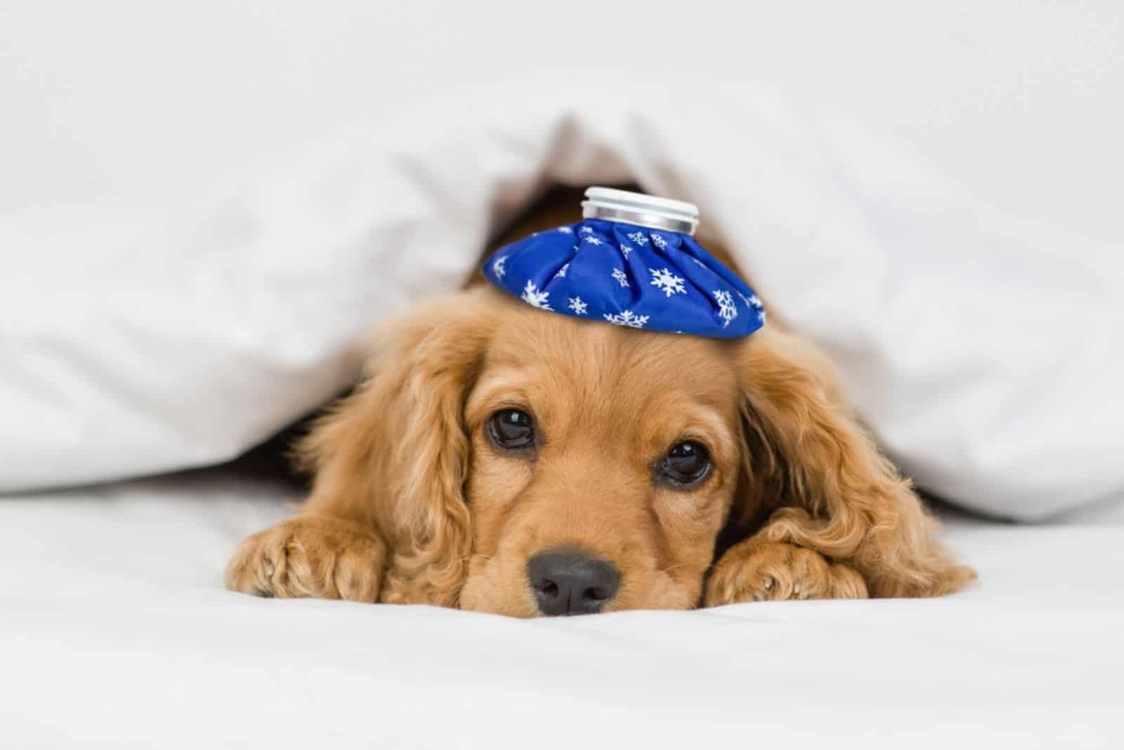 Sick English Cocker spaniel puppy lying with ice bag or ice pack on it head 