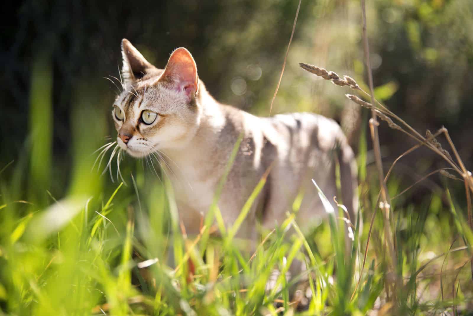 Singapura cat in the grass