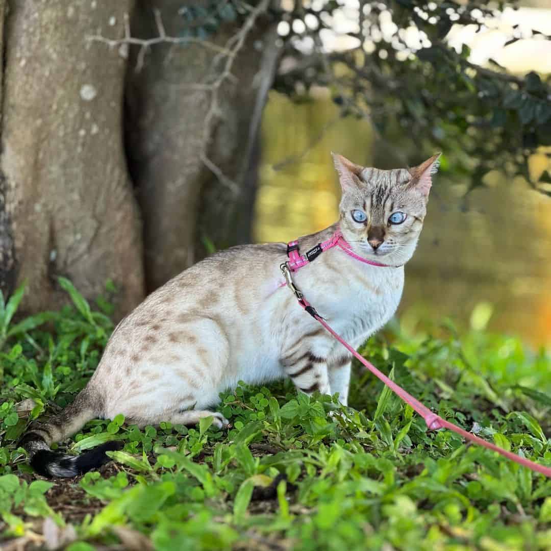 Snow Bengal Cat sits on a leash