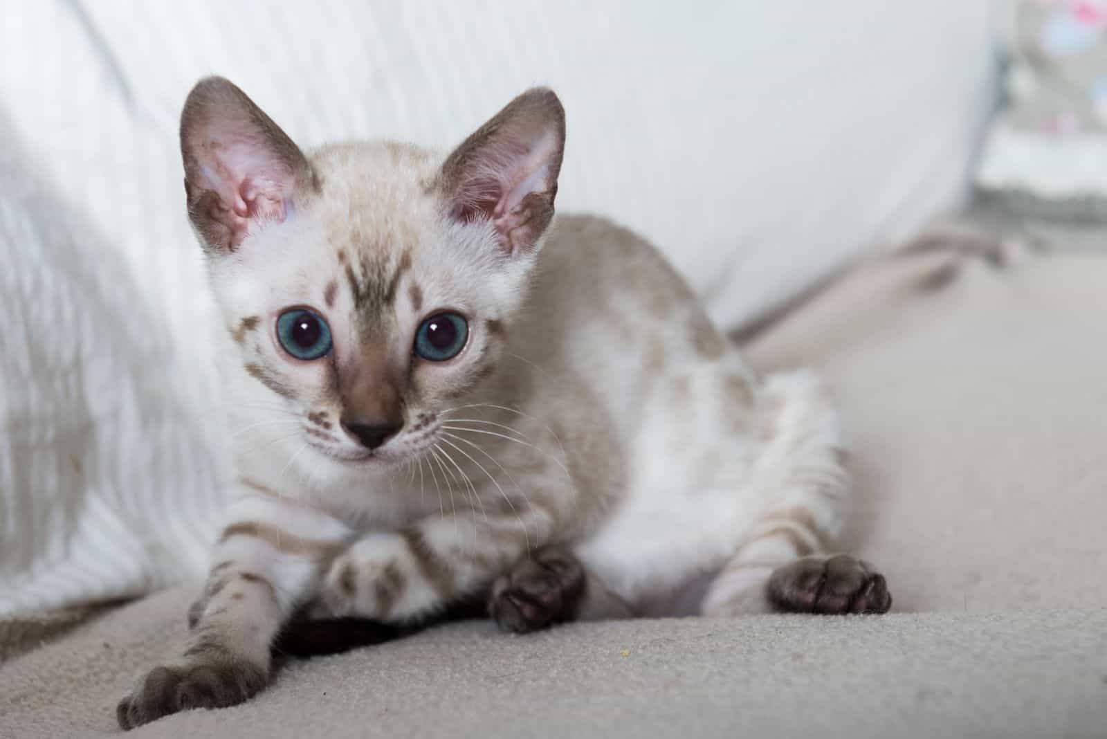 Snow Bengal Kitten on the sofa at home