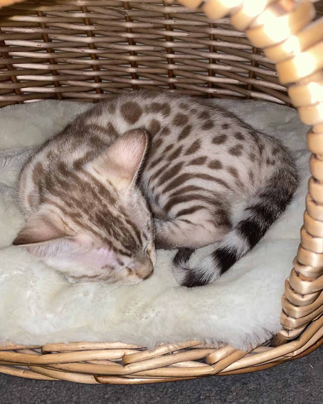 Snow Seal Mink Bengal Cat sleeping in her basket