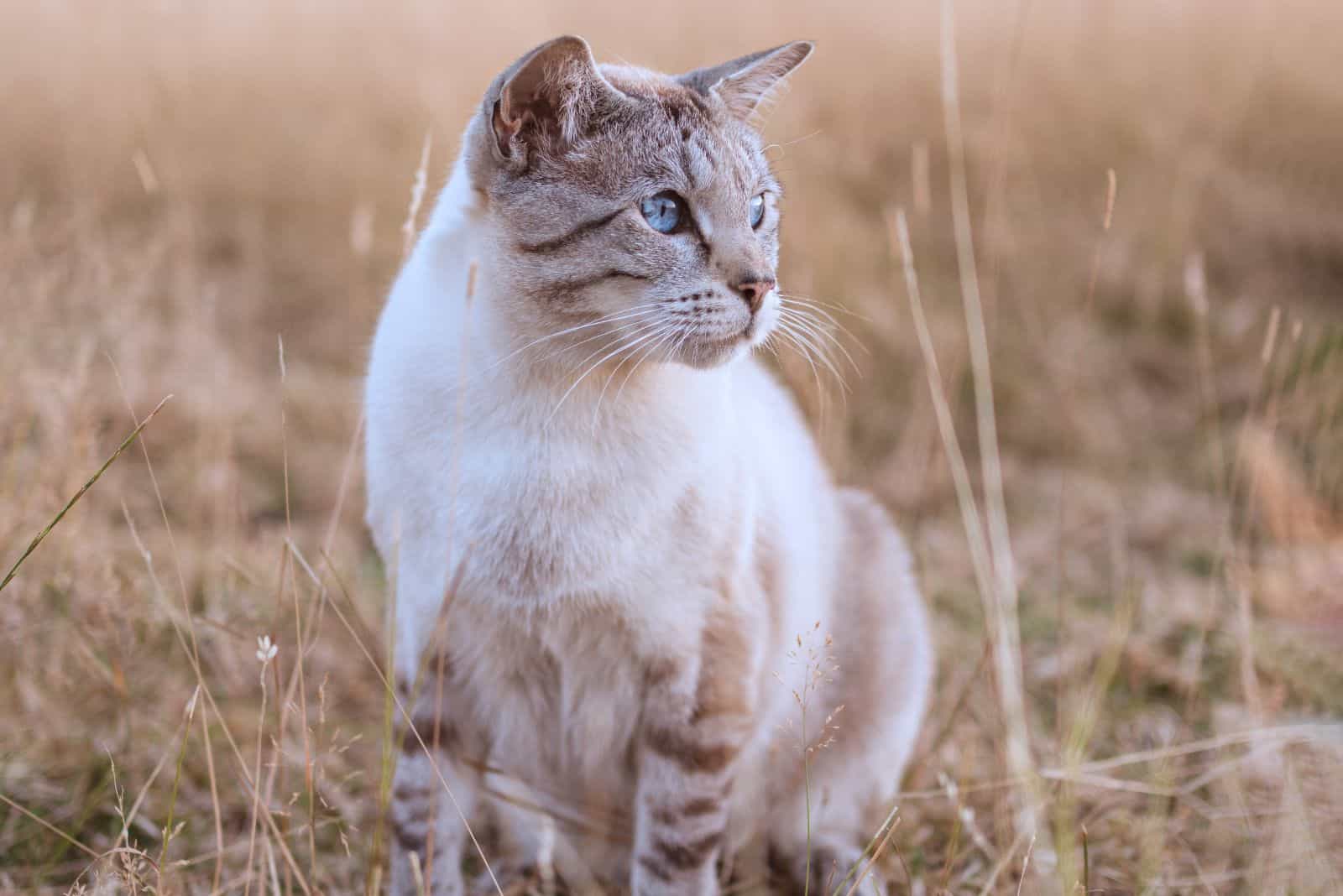 Snow bengal cat in a wild grass