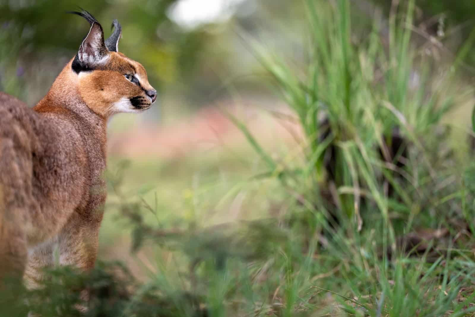 Standing caracal cat photographed from the side