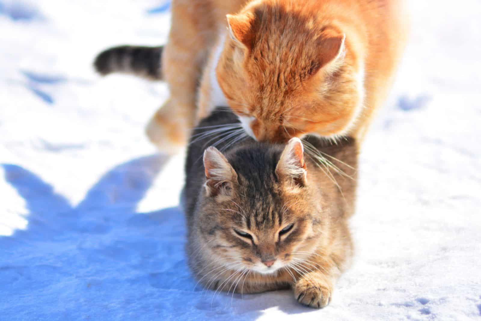 Street cats make love in the snow