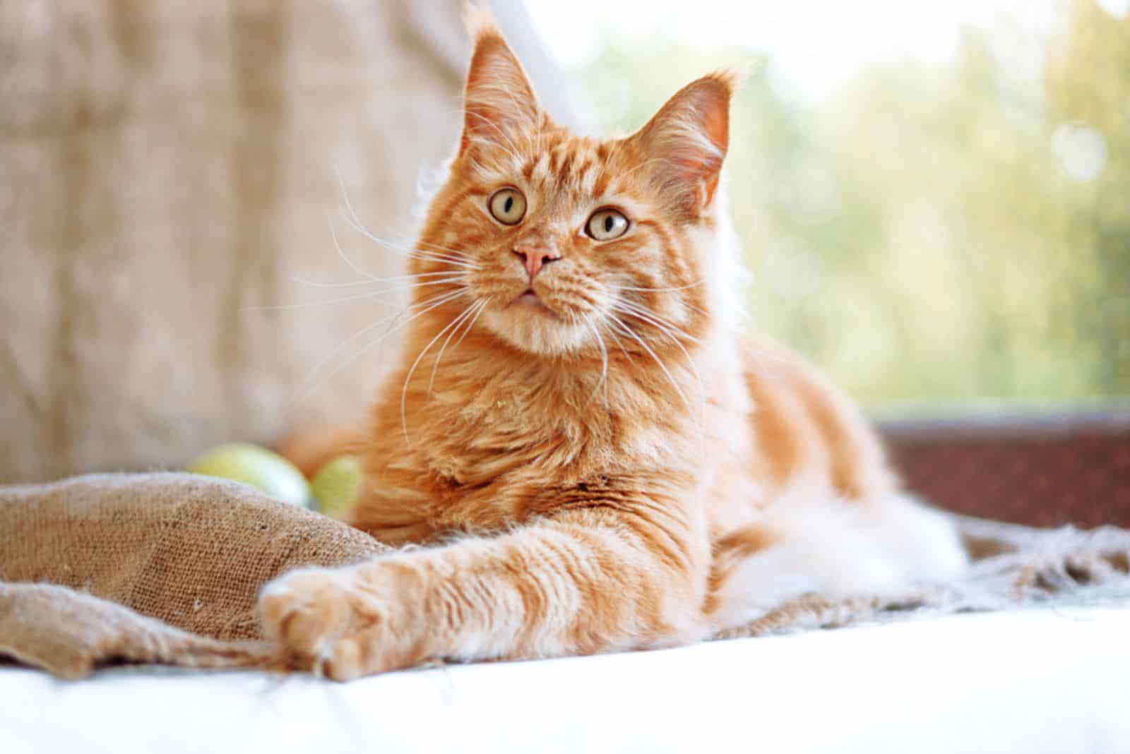 Sunny portrait of cute red ginger Maine coon cat on the balcony