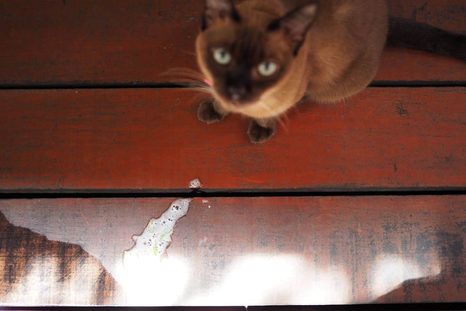 Thai Siamese cat sitting next to vomit