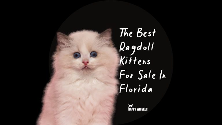 portrait of a ragdoll kitten for sale florida