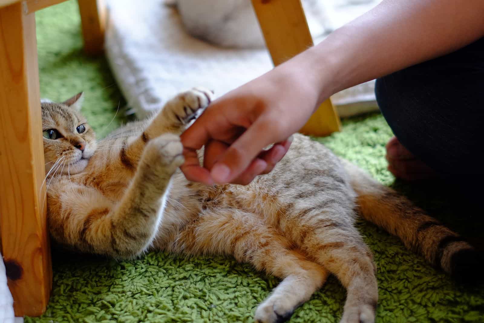 The cat is playing with the hand of the woman