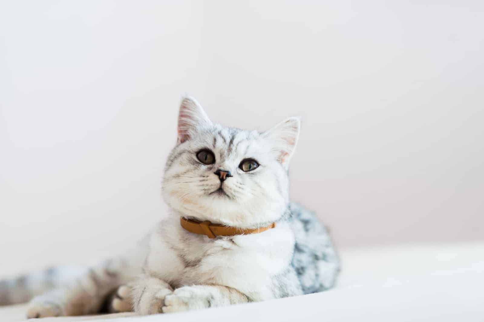 The cat lies on the bed in a flea collar. Gray Scottish kitten.