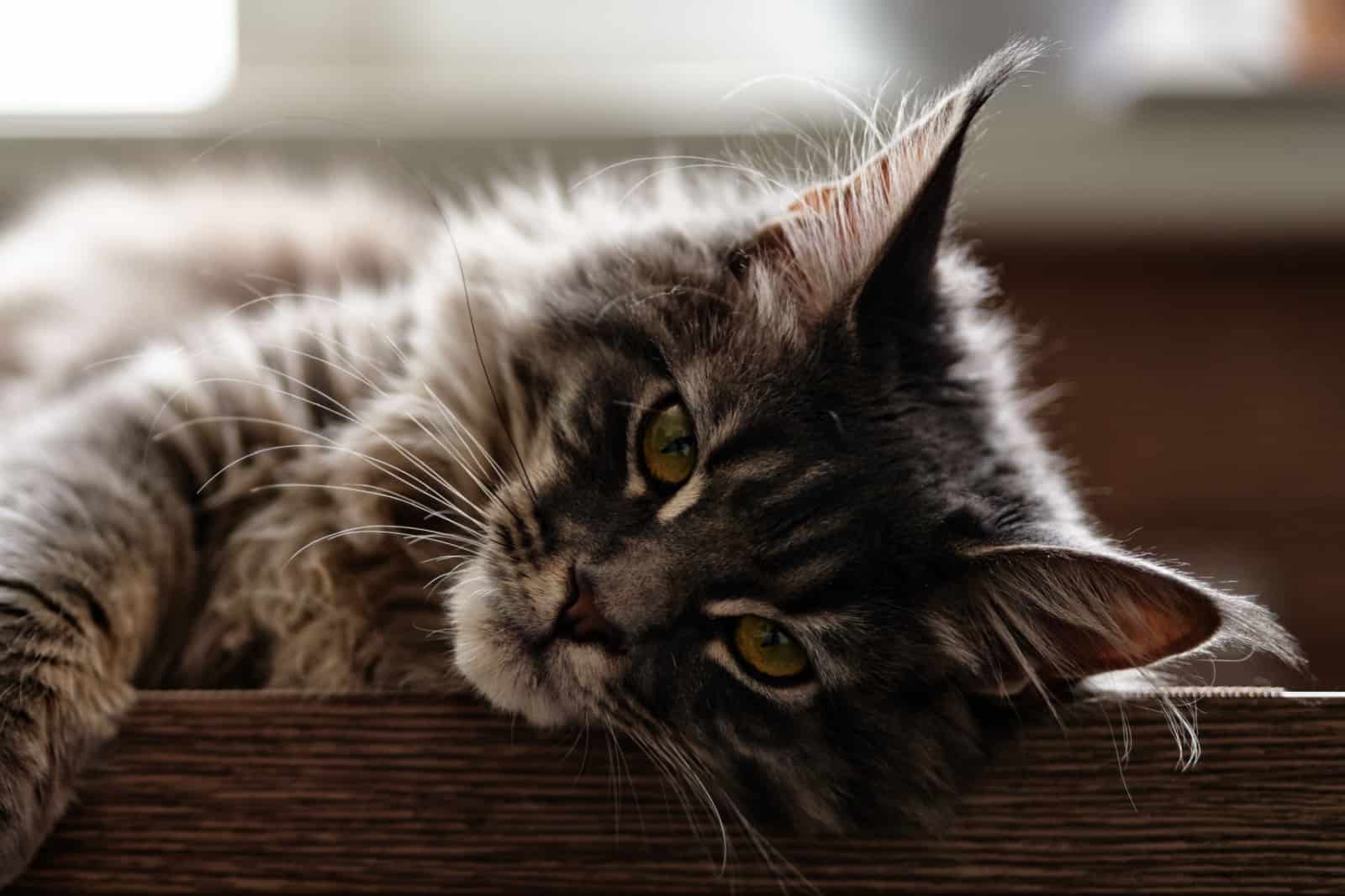 The close up view of grey tabby maine coon or mainecoon kitten or cat is lying and relax