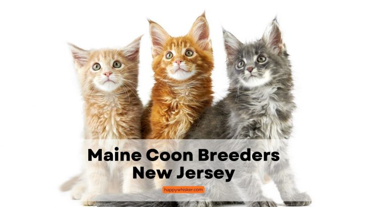 Top 4 Maine Coon Breeders New Jersey (Kittens For Sale 2023)