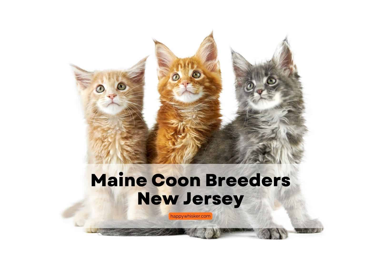maine coon breeders in new jersey