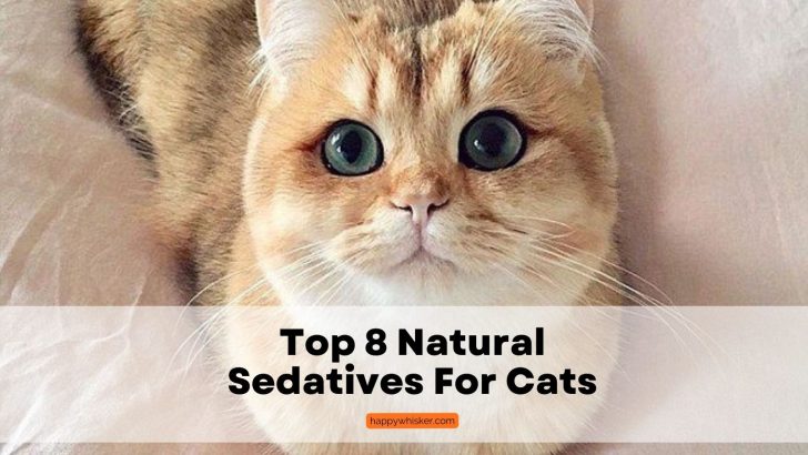 Top 8 Natural Sedatives For Cats: Safe Ways To Relax A Cat