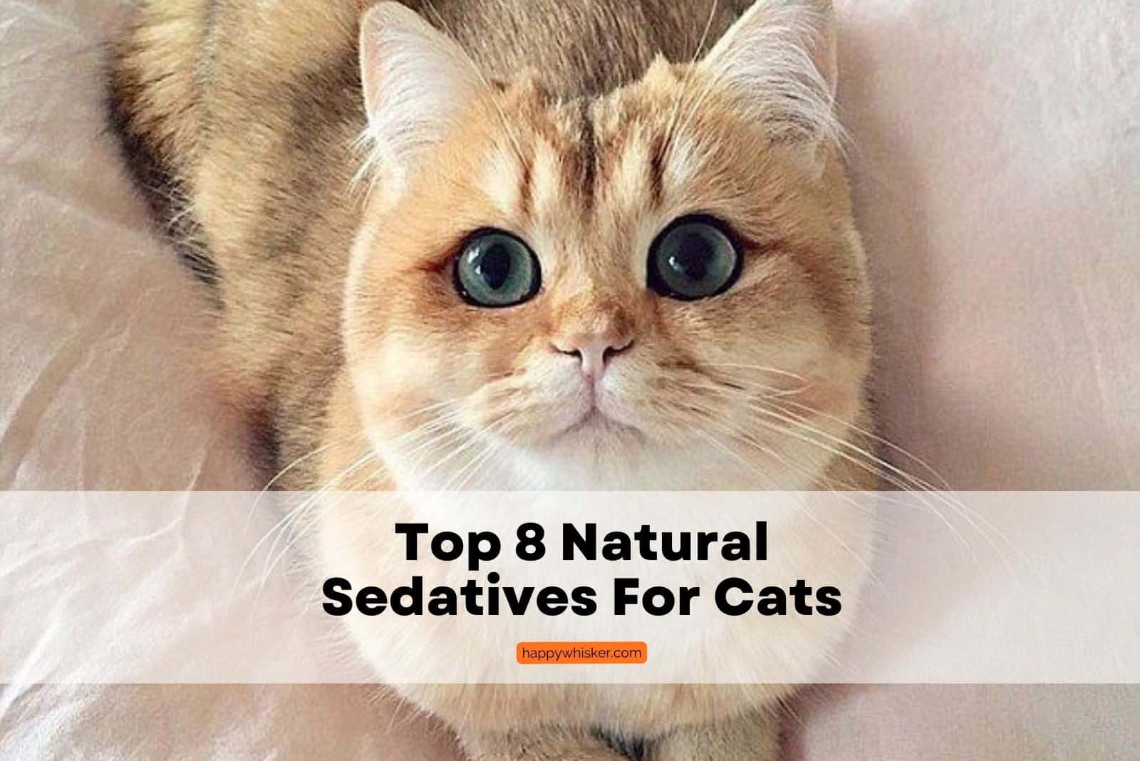 natural sedatives for cats