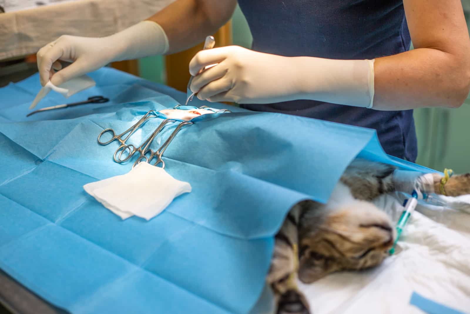 Vet surgery neutering a cat on the veterinary clinic