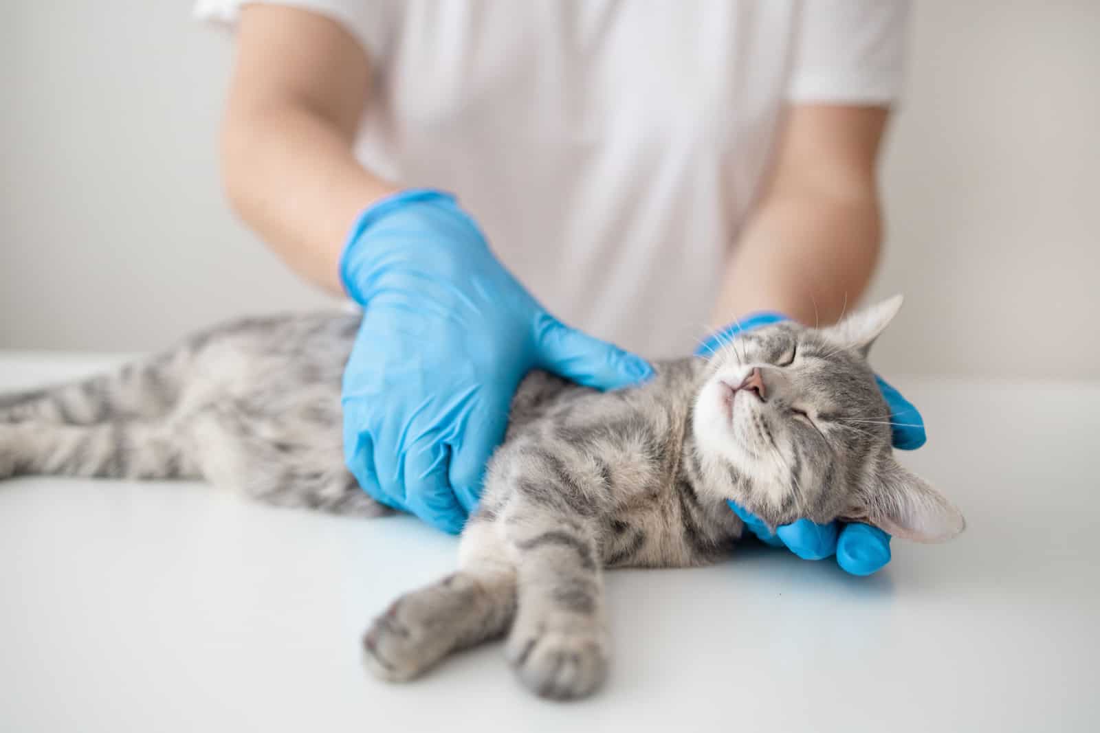 Veterinarian doctor in blue medical rubber gloves holds a little cute kitten in the clinic