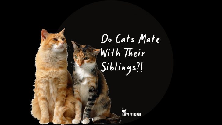 Wait A Meow-ment! Do Cats Mate With Their Siblings?!