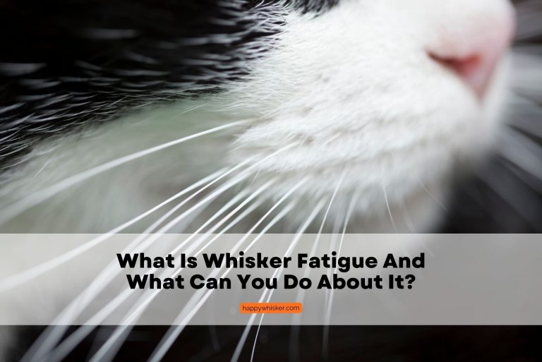 what is whisker fatigue