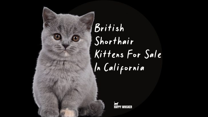 Where To Find British Shorthair Kittens For Sale In California? (2023)