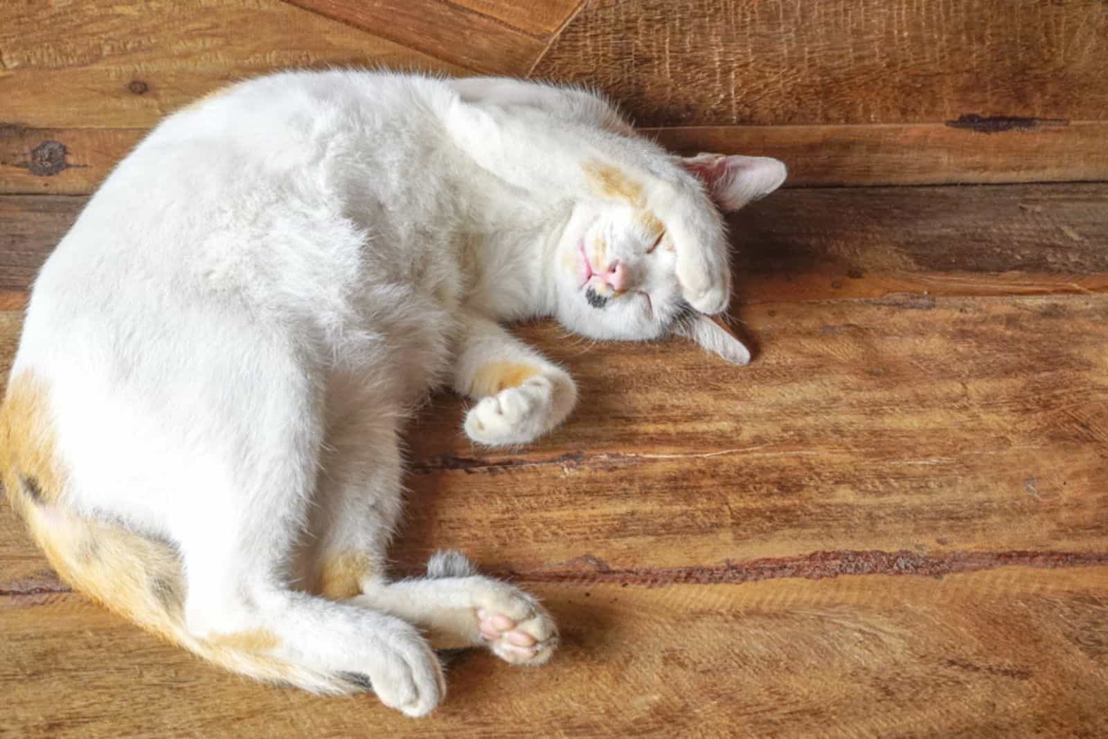 White cat sleeping on wooden sofa