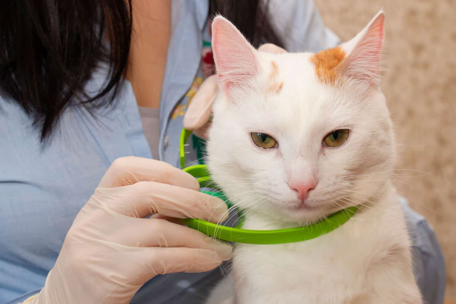 White cat wearing a green collar from fleas and ticks, for the prevention
