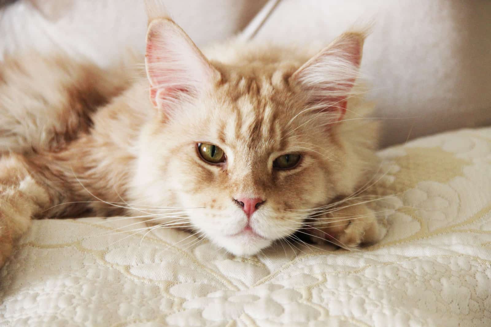 White-red (cream on silver) cat Maine Coon with tassels on the ears lying on the bed and resting
