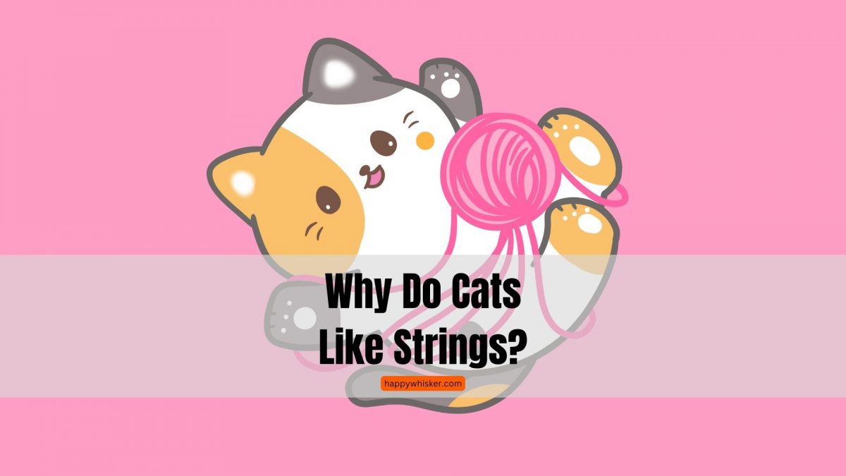 Why Do Cats Like Strings? Is Playtime With A String Good?