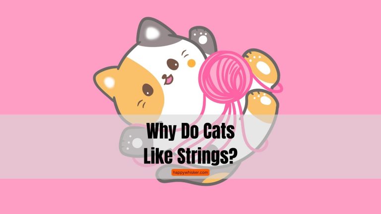 why do cats like strings