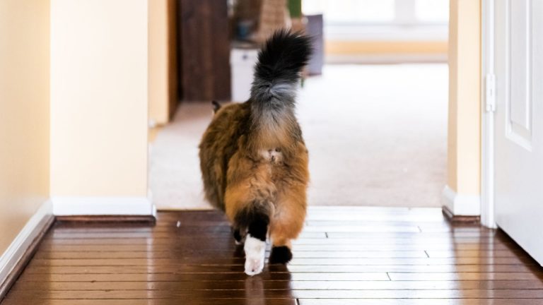 cat walking away from camera