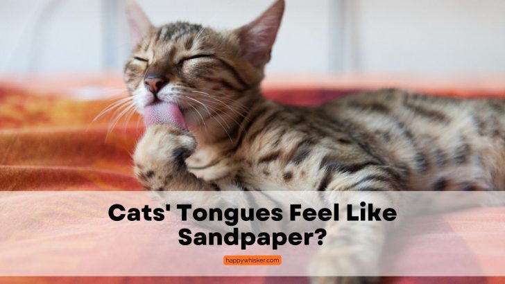 Why Do Cats’ Tongues Feel Like Sandpaper? Fun Facts To Know