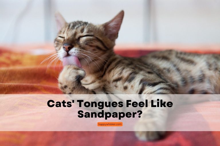 cats tongues feel like sandpaper