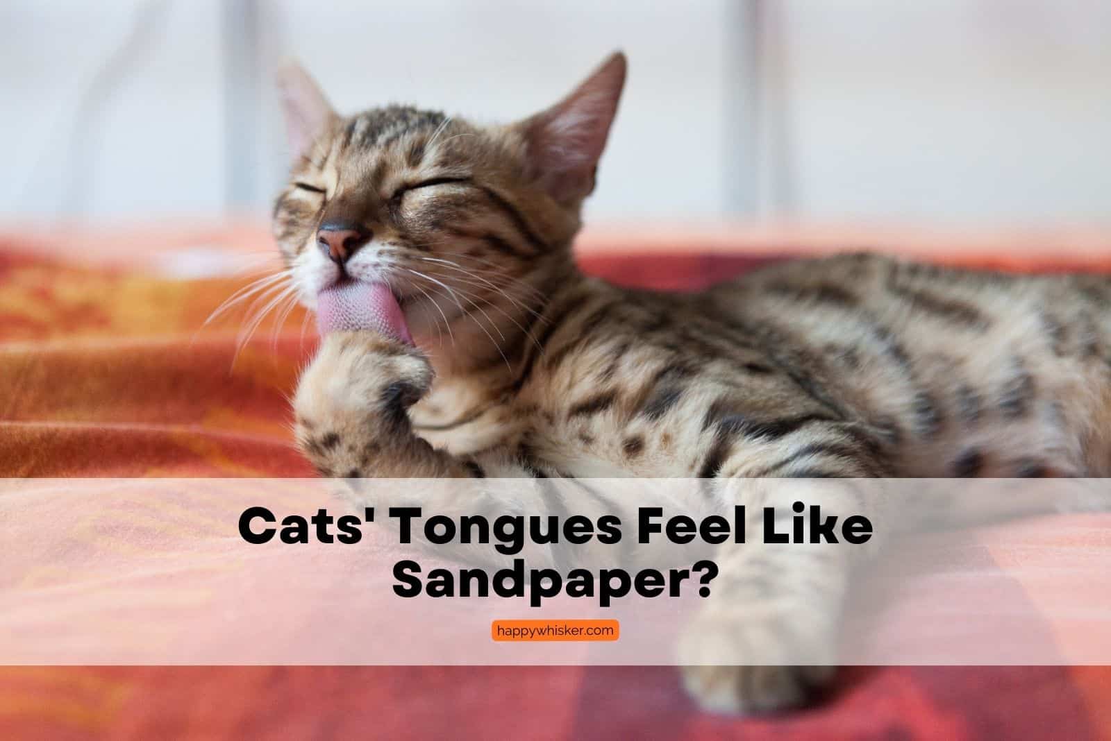 cats tongues feel like sandpaper