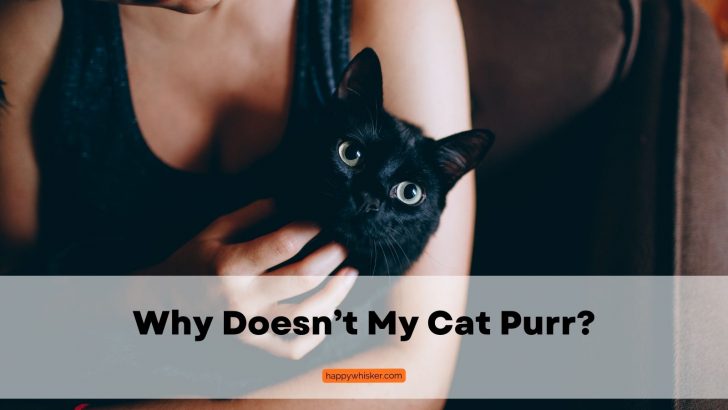 Why Doesn’t My Cat Purr? 8 Possible Reasons