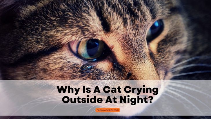 Why Is A Cat Crying Outside At Night And How Can I Stop It?