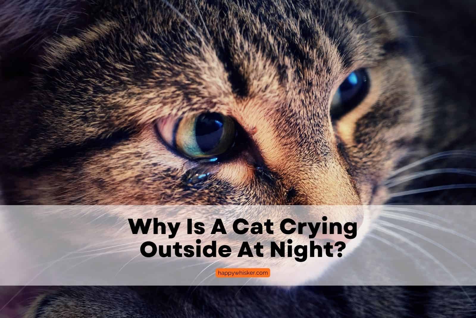 Cat Crying Outside At Night