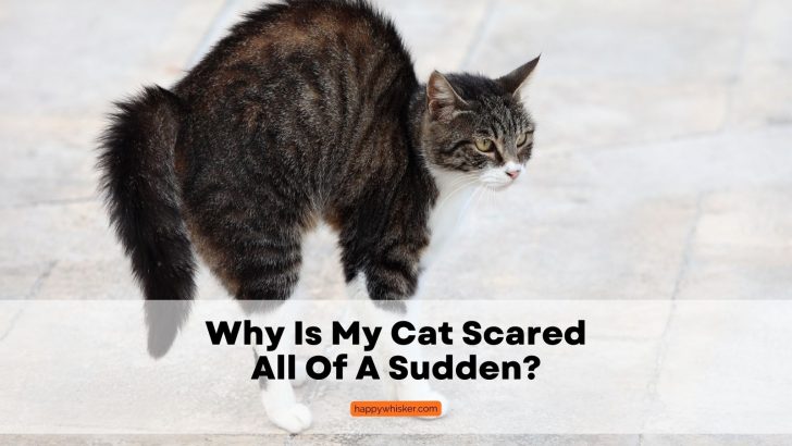 Why Is My Cat Scared All Of A Sudden? 13 Reasons Why