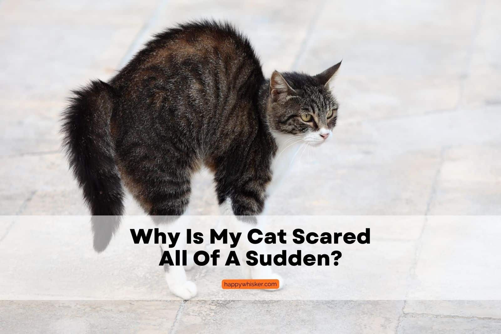 Cat Scared