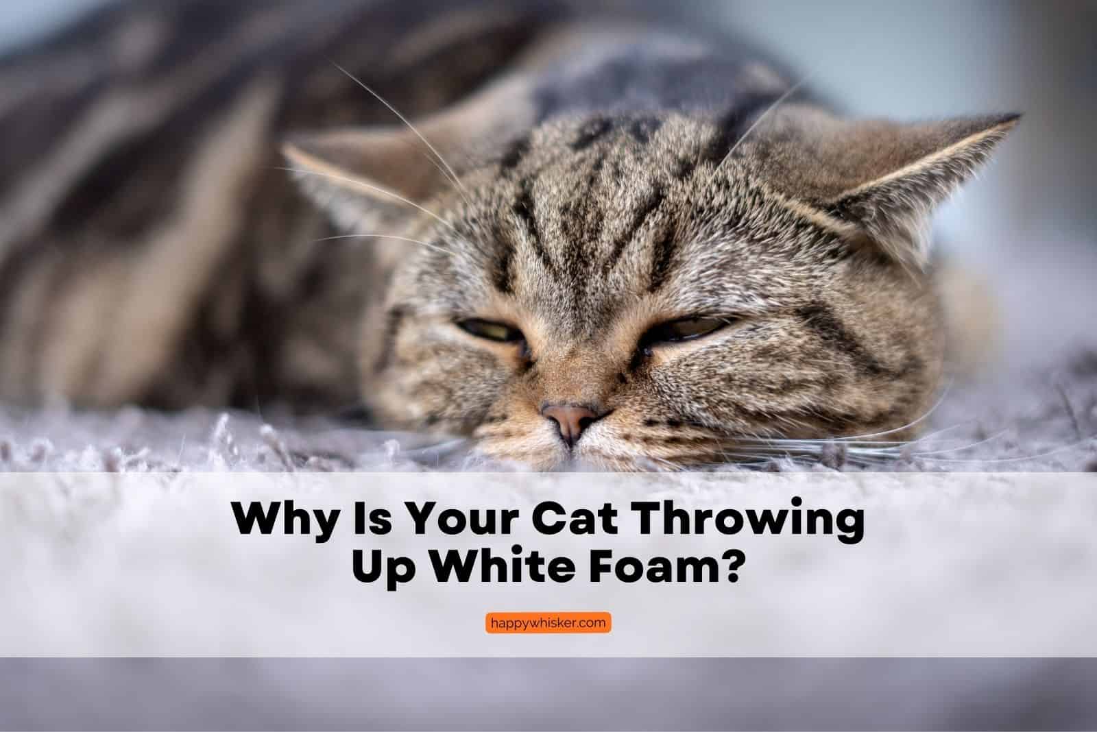 Cat Throwing Up White Foam