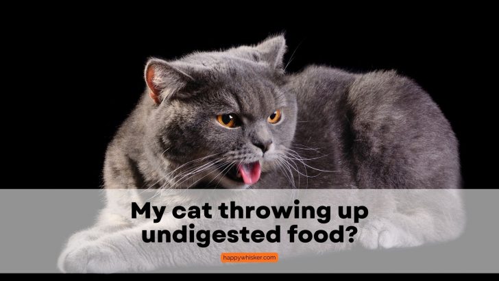 Why Is My Cat Throwing Up Undigested Food? Best Explanation